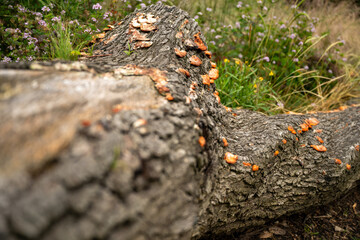 A decaying tree trunk lying in the grass, adorned with vibrant orange fungi. 