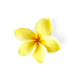 Naklejka premium Delicate frangipani flower with soft yellow petals on a white background, simplicity, yellow