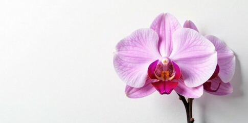 Naklejka premium Delicate orchid petals unfolding on white canvas, botanical, white, plant