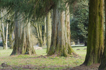 Cryptomeria side by side, bark of Cryptomeria, sickle fir, forest of fir trees, tall trees slightly mossy, thick tree trunks with thick bark, coniferous tree