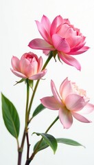 Naklejka premium Delicate petal blooms on a crisp white background, bloom, isolated