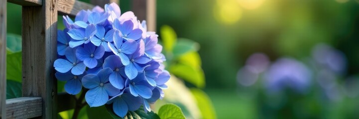 Large blue-purple hydrangea blooms on a wooden trellis in a garden, flowers, bloom