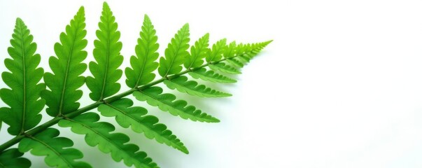 Large fern frond against white with subtle shadows, ferns, texture