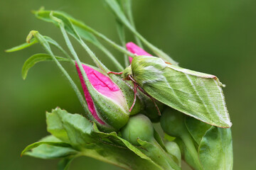 The green silver-lines (Pseudoips prasinana)