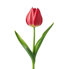 red tulip isolated on white background