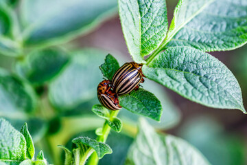 Colorado Potato Beetle (Leptinotarsa decemlineata).Colorado potato beetles make love on green potato leaves. Parasites in wildlife and agriculture.