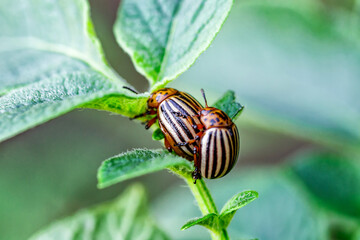 Colorado Potato Beetle (Leptinotarsa decemlineata).Colorado potato beetles make love on green potato leaves. Parasites in wildlife and agriculture.