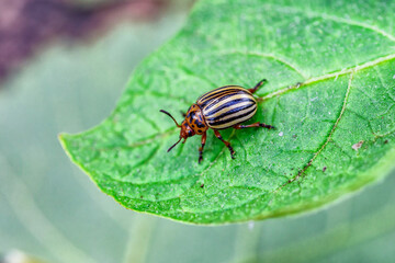 Colorado Potato Beetle (Leptinotarsa decemlineata).Close-up Colorado potato beetle and larvae on the green leaves of potatoes, is a major pest of potato crops.