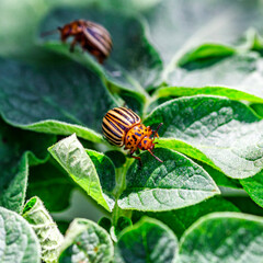 Colorado Potato Beetle (Leptinotarsa decemlineata).Close-up Colorado potato beetle and larvae on the green leaves of potatoes, is a major pest of potato crops.