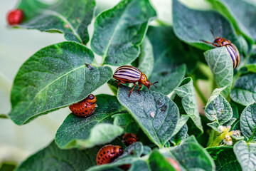 Colorado Potato Beetle (Leptinotarsa decemlineata).Close-up Colorado potato beetle and larvae on the green leaves of potatoes, is a major pest of potato crops.