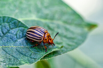 Colorado Potato Beetle (Leptinotarsa decemlineata).Close-up Colorado potato beetle and larvae on the green leaves of potatoes, is a major pest of potato crops.