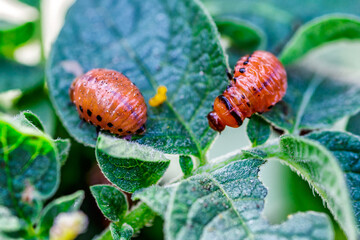 Colorado Potato Beetle (Leptinotarsa decemlineata).Close-up Colorado potato beetle and larvae on the green leaves of potatoes, is a major pest of potato crops.