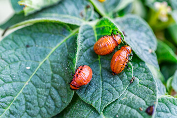 Colorado Potato Beetle (Leptinotarsa decemlineata).Close-up Colorado potato beetle and larvae on the green leaves of potatoes, is a major pest of potato crops.