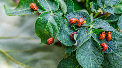 Colorado Potato Beetle (Leptinotarsa decemlineata).Close-up Colorado potato beetle and larvae on...
