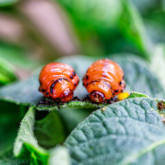 Colorado Potato Beetle (Leptinotarsa decemlineata).Close-up Colorado potato beetle and larvae on...