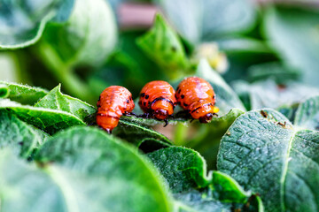 Colorado Potato Beetle (Leptinotarsa decemlineata).Close-up Colorado potato beetle and larvae on...