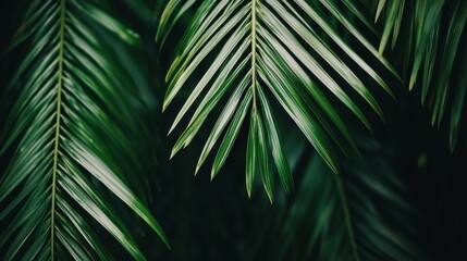 Lush green palm fronds cascade down, creating a captivating display of nature's beauty and tropical vibrancy in a dark elegant background.