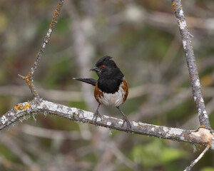 Spotted Towhee portrait