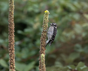 Downy woodpecker portrait 