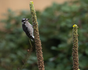 Downy woodpecker potrait