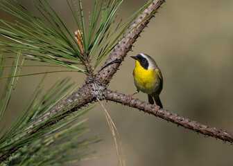 Common Yellowthroat perched