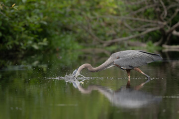 Great Blue heron attacking prey
