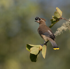 Cedar Waxwing with berry