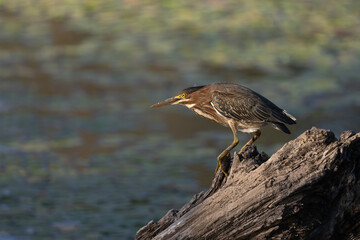 Green Heron perched