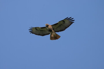 Red-tailed Hawk in flight