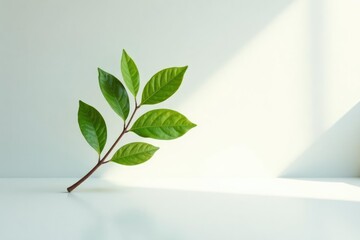Obraz premium Single isolated branch on a plain white surface with visible light reflections, light, glassy