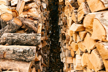 Pile of logs stacked for winter firewood in the woods