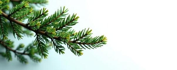 Obraz premium Spruce branches in solitary against white canvas, branchy, nature