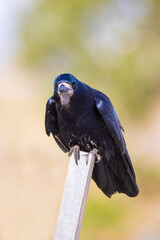 black crow, resting on a post