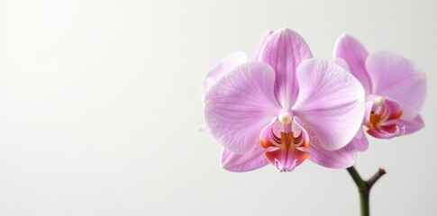 Obraz premium Delicate orchid stem with soft petals on white background, botanical, orchid