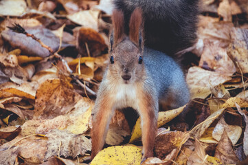 squirrel in the forest