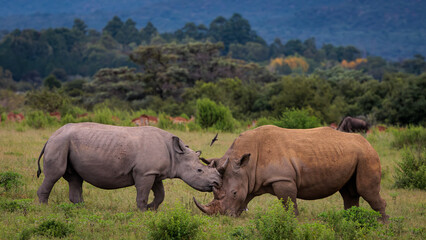 Fototapeta premium black and white rhino in the wild