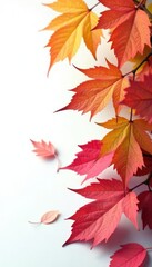 Spring foliage colors against white background, leaves, spring