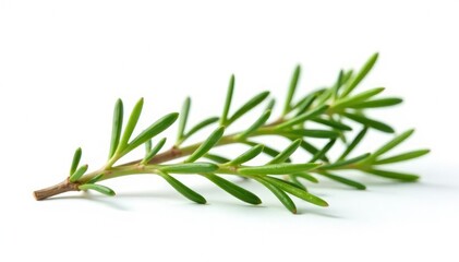 Fototapeta premium Sprigs of rosemary isolated on white background, small, sprig, branch