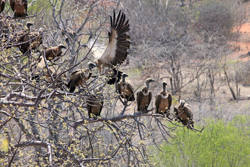 Large group of White-backed Vultures in a tree, South Africa
