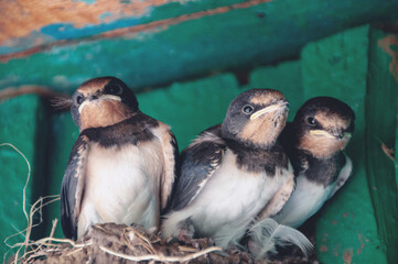 group of birds