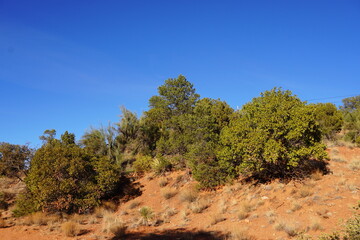 Several small trees in an arid desert environment.