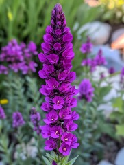 Fototapeta premium Exquisite Purple Bloom: A Vibrant Floral Display of Nature's Beauty in Springtime, Showcasing Petal Perfection and Botanical Elegance in a Garden Setting.