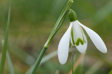 The common snowdrop Galanthus nivalis blooming white flower in early spring