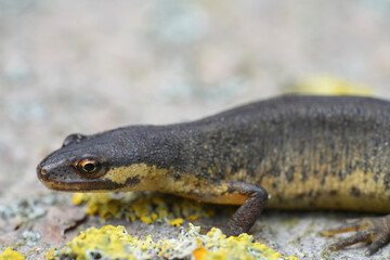 Closeup on a female European common smooth newt , Lissotriton vulgaris