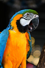 blue and yellow macaw