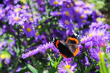 Admiral-Schmetterling auf violetten Blüten in der Sonne