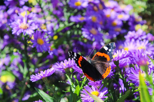 Admiral-Schmetterling auf violetten Bl&uuml;ten in der Sonne