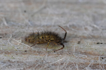 Extreme closeup on a slender hairy European springtail orchesella villosa