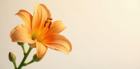 Fototapeta premium Delicate orange blossom with three tightly closed buds on a green stem, orange, stem