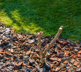Close-up of pruned branches of Hibiscus syriacus in early spring in a garden against a background of fallen leaves.